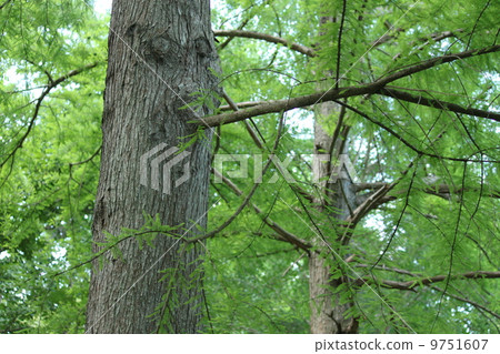 Large oak tree Large oak tree 9751607