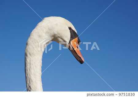 Swan up 9751830