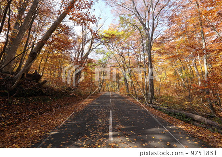 Towada autumn leaves 9751831