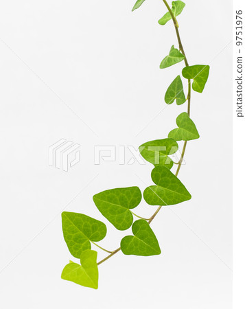 心臟離開常春藤 心臟離開常春藤 9751976