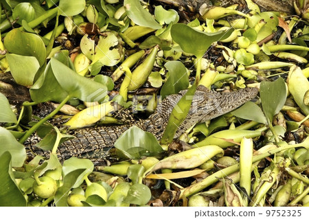 Baby Crocodile Baby Crocodile 9752325