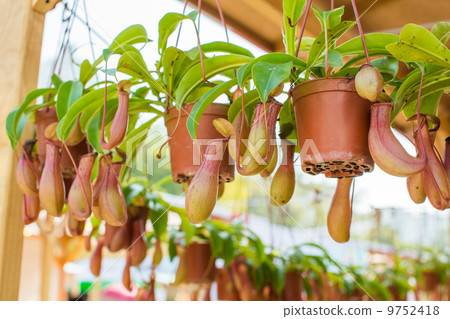 Pitcher plants 9752418