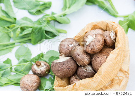 mushrooms with differnet size 9752421