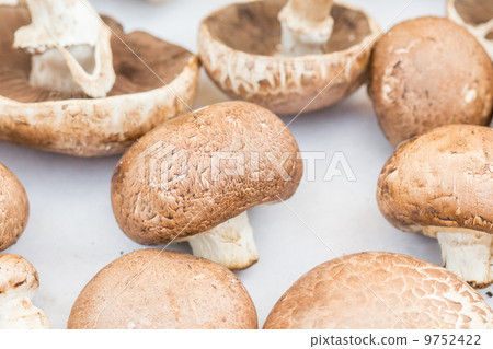 mushrooms with differnet size 9752422