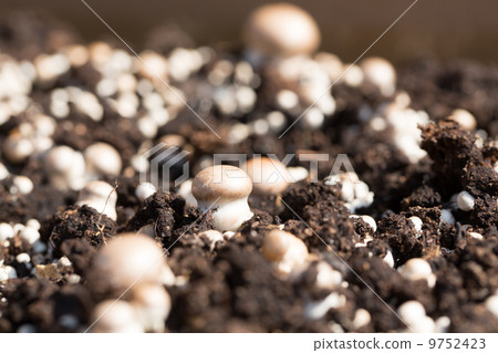 mushrooms with differnet size mushrooms with differnet size 9752423