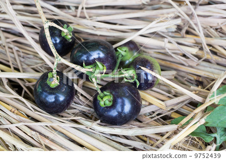 Pupple Pepper Pupple Pepper 9752439