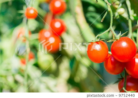 Cherry Tomato on the vine Cherry Tomato on the vine 9752440