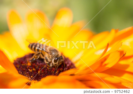 Bee on the yellow daisy flower Bee on the yellow daisy flower 9752462