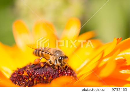 Bee on the yellow daisy flower Bee on the yellow daisy flower 9752463