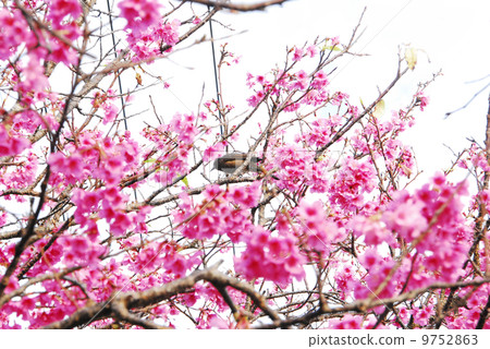 Cold scarlet cherry trees and wild birds in Okinawa 9752863