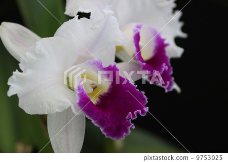 蘭花花 蘭花花 9753025