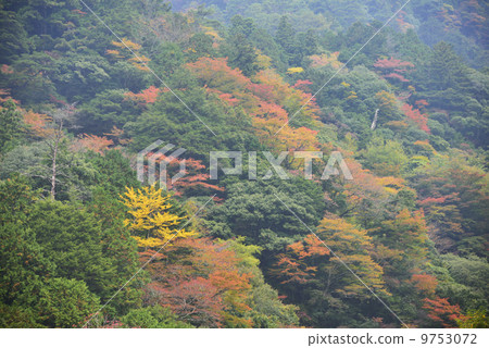 Yasu谷秋葉 9753072