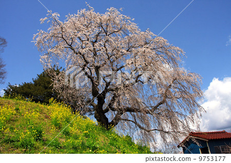 Weeping cherry blossoms of Hermitosuka Weeping cherry blossoms of Hermitosuka 9753177