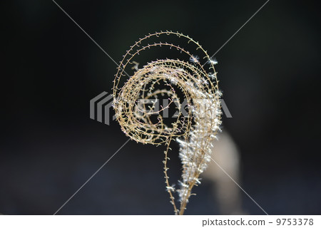 旋轉的瑞士畏縮旋轉 9753378