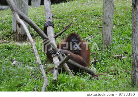 Orautan（馬來西亞，哥打京那巴魯） 9753390