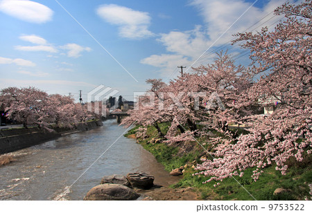 Cherry blossom trees on the bank of the Otaki River 9753522
