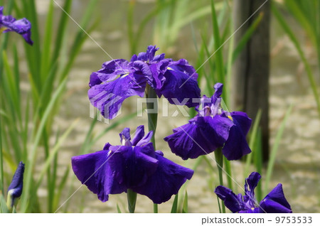 虹膜靈芝花鳥（鵝） 9753533