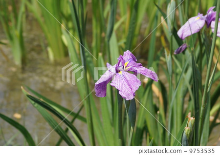 The iris Goko Edo type Tatsuno (Tatsuno) 9753535