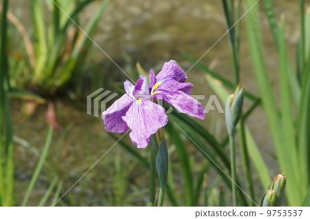 The iris Goko Edo type Tatsuno (Tatsuno) 9753537