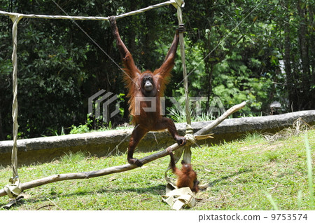 Orautan (Malaysia, Kota Kinabalu) 9753574