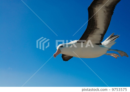 Mayu Glob Albatross 9753575