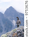 Grouse和Kochikomedake 9753676