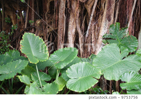 Kwazu imo Kwazu imo 9753756