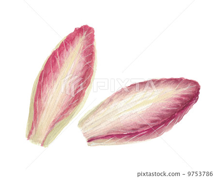 昂蒂布紅菊苣 昂蒂布紅菊苣 9753786