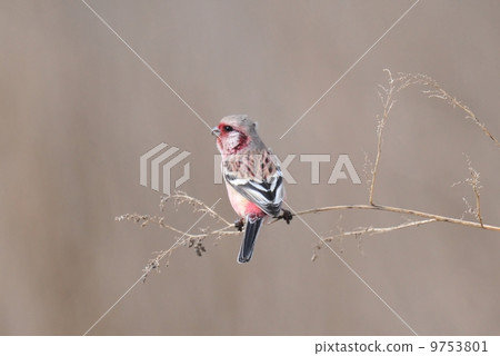 Seasonal birds (Blari, Blari and Benimasiko) 9753801