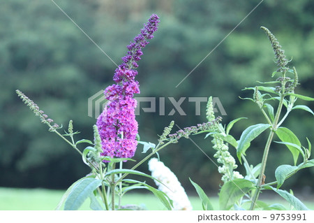 維羅尼卡花 9753991