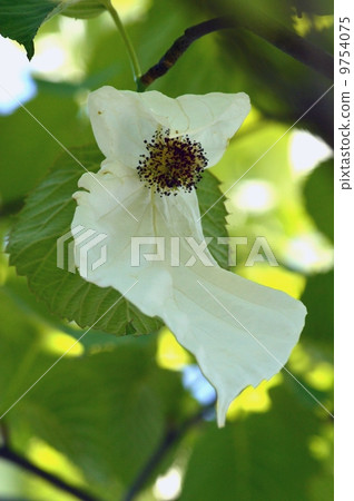 Flowers of handkerchiefs 9754075