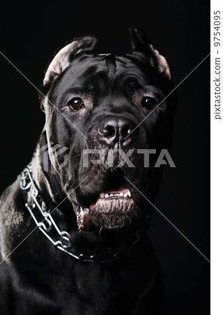 big dog italian cane corso 9754095