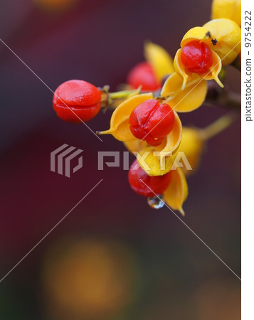 The fruit of Oriental bittersweet 9754222