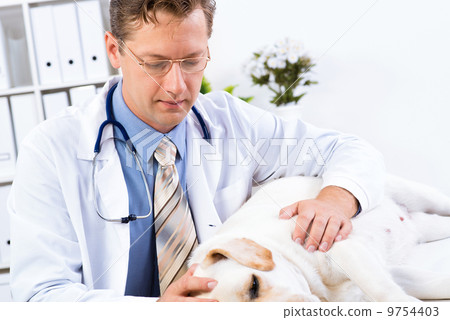 vet checks the health of a dog 9754403