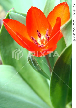 原始鬱金香(紅色) 原始鬱金香(紅色) 9756157