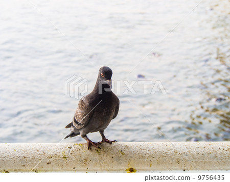 alone pigeon hold on fence in front river 9756435