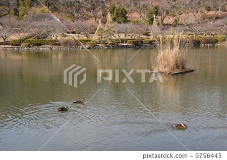 Machida City Yakushoike Park February 9756445