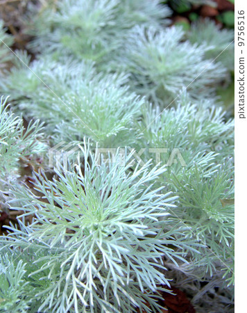 Fluffy asparagus Fluffy asparagus 9756516