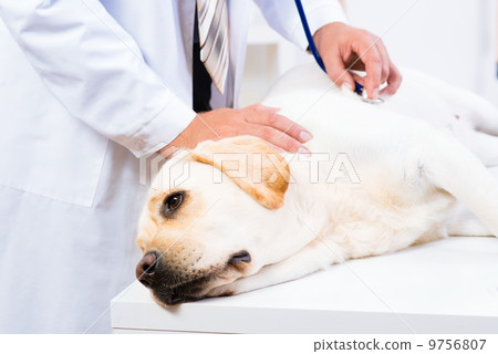 vet checks the health of a dog 9756807