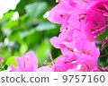 Bougainvillea 9757160