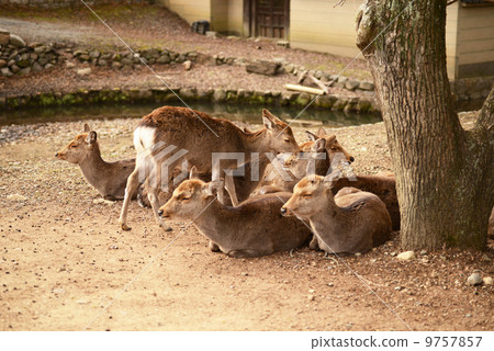 Animal welfare image 9757857