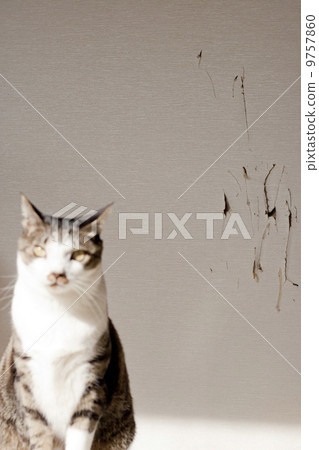A slasher sliding door by a cat 9757860