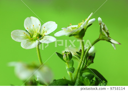 Clouds grass flowers 9758114