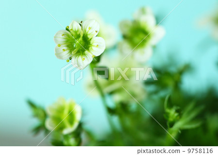 Clouds grass flowers Clouds grass flowers 9758116