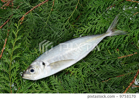 竹莢魚 竹莢魚 9758170