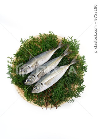 竹莢魚 竹莢魚 9758180