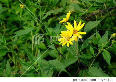 耶路撒冷朝鮮薊花 9758198