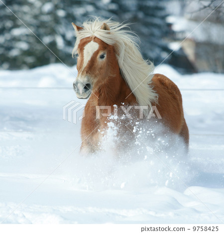 Nice haflinger with long mane running in the snow 9758425