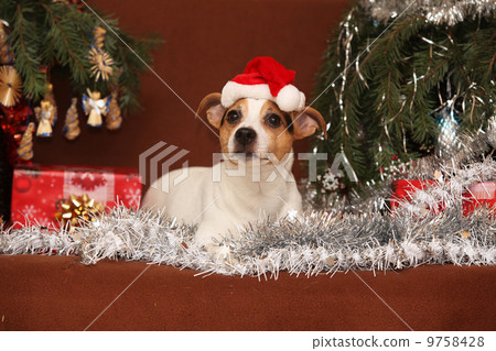 Cute lying Jack russell terrier with Santa hat in a christmas 9758428