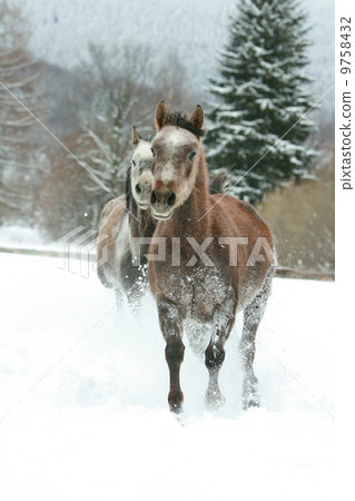 Two arabian horses running together in the snow 9758432